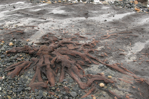 Peat Exposure at La Saline