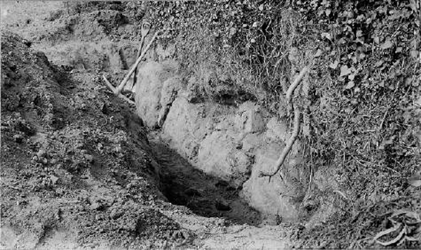 Forest Hill Stones